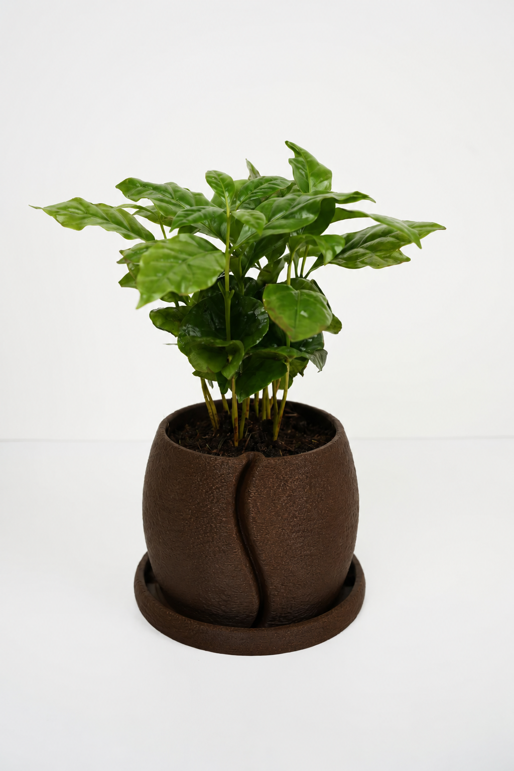Coffesia Urtepotte